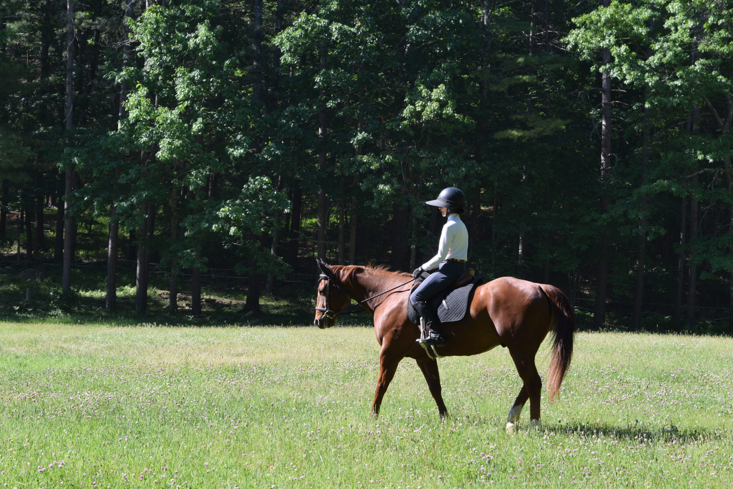 Summer in the Saddle at Windrush Farm 2
